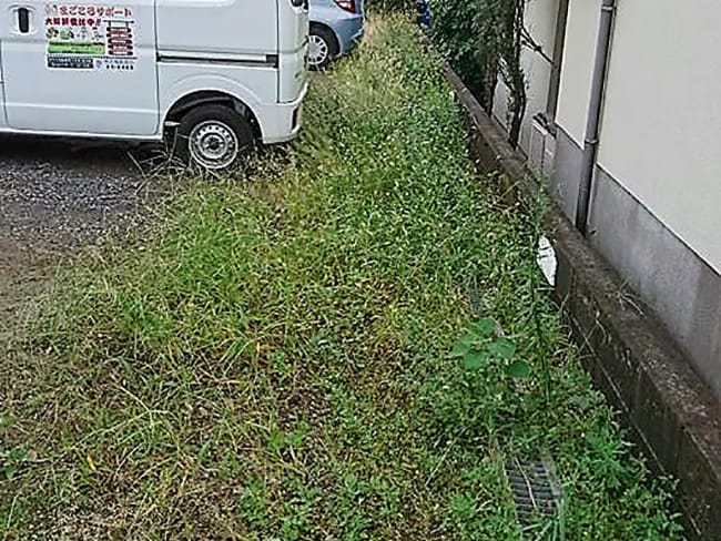 草取り前